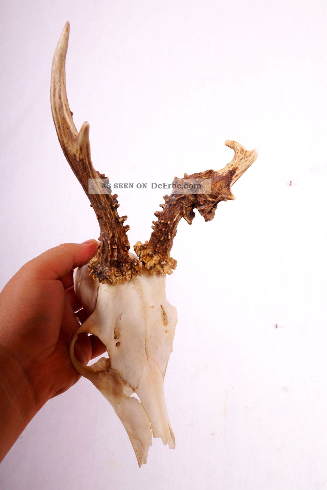 Abnormer Blasen - Rehbock ; 230 Gramm ; Roe Deer Trophy Jagd & Fischen Bild