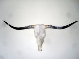 1 Echter Rinderschädel Mit Polierten Hörner U.  Wandhalterung,  Geruchsfrei,  125cm Bild