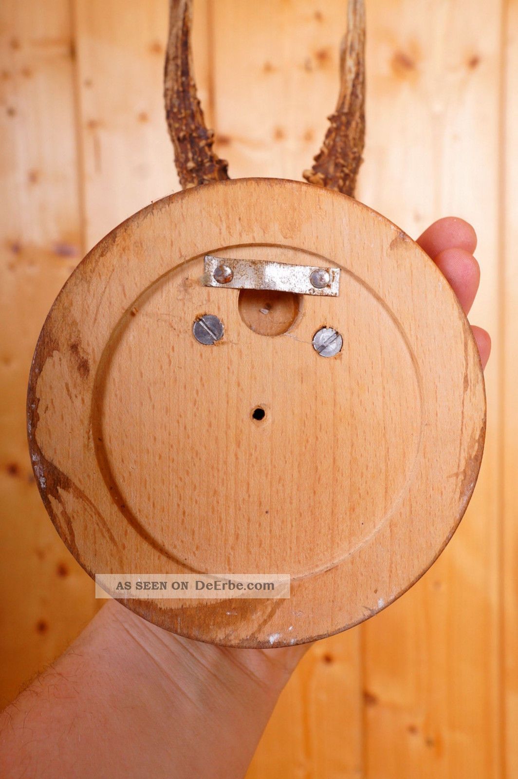 Retro 6 Ender Rehgeweih Auf Trophäenbrett Von 1967 Roe Deer Trophy