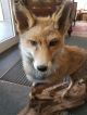 Fuchs Tierpräparat,  Taxidermy,  Sehr Schöne Arbeit Und Jagd & Fischen Bild 1