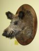 Wildschweinkopf (nr 86) Auf Dem Ovalen Brett,  Keilerzähne Aus Polyesterharz Jagd & Fischen Bild 1