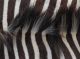 Echtes Zebrafell Aus Afrika - Exotisches Schmuckstück - Wohnkultur 160x250cm Jagd & Fischen Bild 10