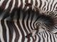 Echtes Zebrafell Aus Afrika - Exotisches Schmuckstück - Wohnkultur 160x250cm Jagd & Fischen Bild 2