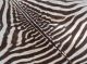 Echtes Zebrafell Aus Afrika - Exotisches Schmuckstück - Wohnkultur 160x250cm Jagd & Fischen Bild 3