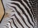 Echtes Zebrafell Aus Afrika - Exotisches Schmuckstück - Wohnkultur 160x250cm Jagd & Fischen Bild 5