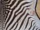 Echtes Zebrafell Aus Afrika - Exotisches Schmuckstück - Wohnkultur 160x250cm Jagd & Fischen Bild 6