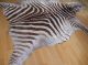 Echtes Chapman - Zebrafell - Exotisches Schmuckstück - Wohnkultur 200x250cm Jagd & Fischen Bild 11