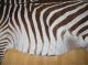 Echtes Chapman - Zebrafell - Exotisches Schmuckstück - Wohnkultur 200x250cm Jagd & Fischen Bild 2