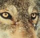 Kissen Winter Wolf Ca.  50x50 Cm Incl.  Inlet Dekokissen Loup Landhausstil Jagd & Fischen Bild 1