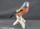 Hutschenreuther ältere Porzellanfigur Vogel Made In Western Germany Modell 95 Hutschenreuther Bild 1