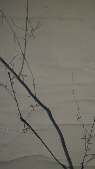 Japanisches Rollbild Kakejiku Kleiner Spatz Auf Einem Baum Japan Scroll 3600 Bild