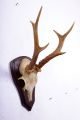 Schönes 6 Ender Rehgeweih Auf Trophäenbrett Roe Deer Trophy Höhe: 29 Cm Jagd & Fischen Bild 2