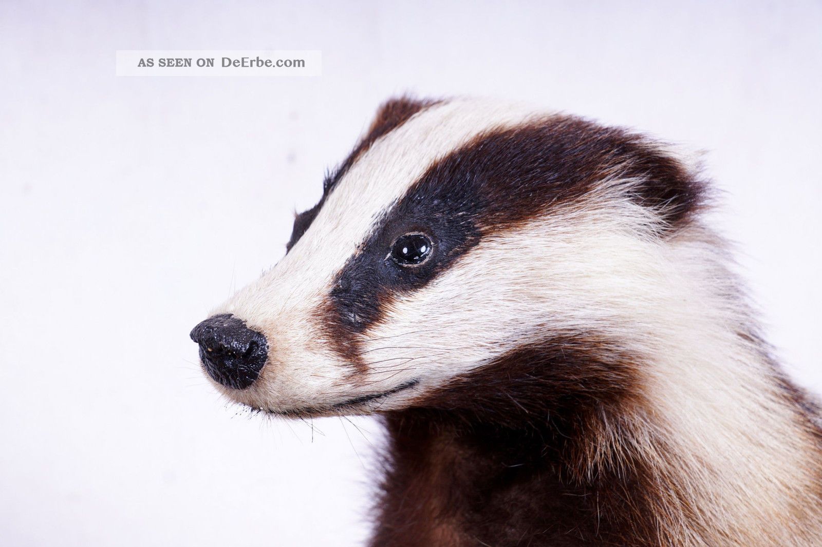 Junger Dachs Badger Taxidermy Mit Bescheinigung