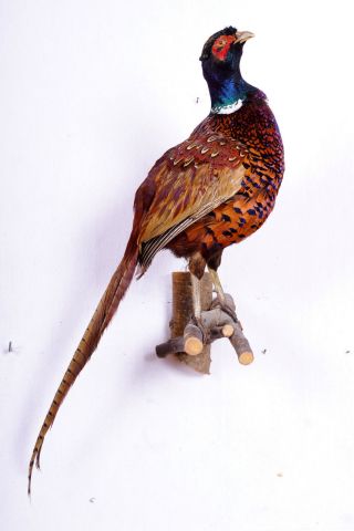 Schöner Jagdfasan Pheasant Taxidermy Mit Bescheinigung Bild