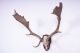 Altes Damhirschgeweih Von 1940 Fallow Deer Trophy Jagd & Fischen Bild 1