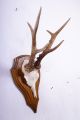 Schönes 6 Ender Rehgeweih Auf Brett Roe Deer Trophy Höhe: 33 Cm Jagd & Fischen Bild 2