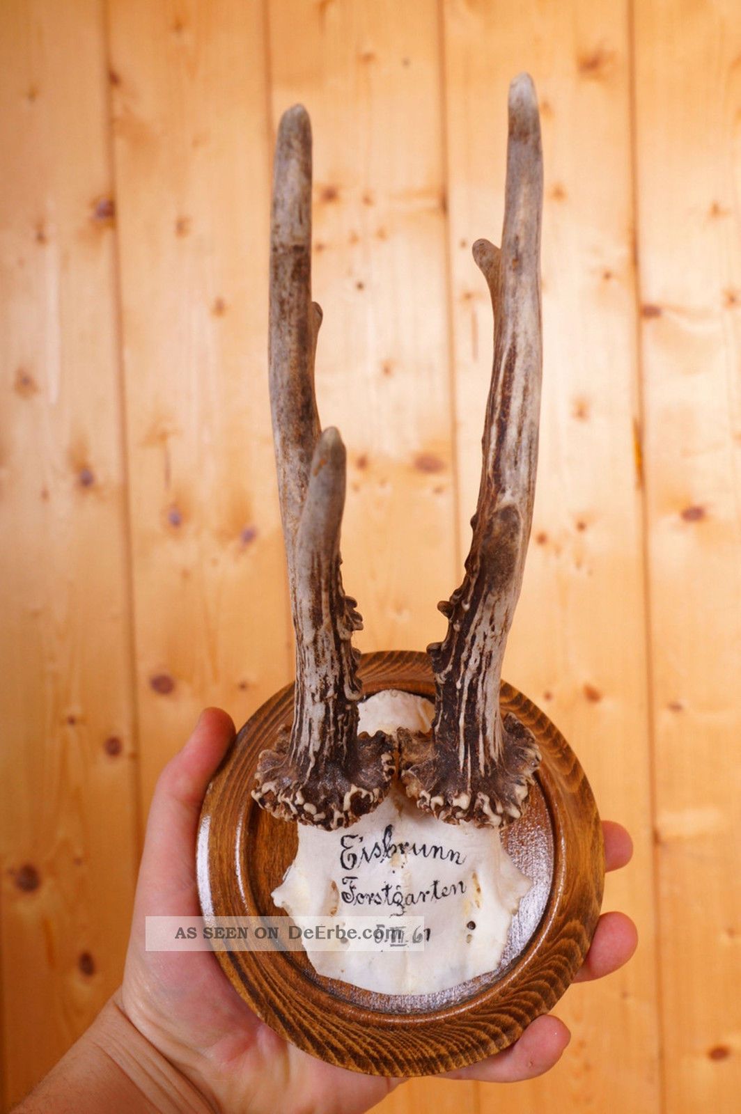 Retro 6 Ender Rehgeweih Auf Trophäenbrett Von 1967 Roe Deer Trophy Jagd & Fischen Bild