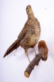 Schöne Jagdfasanhenne Pheasant Taxidermy Mit Bescheinigung Jagd & Fischen Bild 1