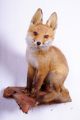 Junger Fuchs Fox Taxidermy Mit Bescheinigung Jagd & Fischen Bild 1