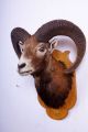 Schönes Mufflon Auf Trophäenbrett Mouflon Taxidermy Mit Bescheinigung Jagd & Fischen Bild 1