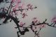Antikes Japanisches Rollbild Kakejiku Sakura Kirschblüte Japan Scroll 3451 Asiatika: Japan Bild 6