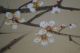 Antikes Japanisches Rollbild Kakejiku Vogel Und Blume Japan Scroll 3537 Asiatika: Japan Bild 6