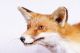 Schöner Fuchs Fox Taxidermy Mit Bescheinigung Jagd & Fischen Bild 1