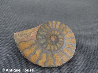 Schmuck Schmuckstück Ammonit Brosche Schnecke Versteinerung Anstecknadel Bild