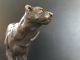 Bronzefigur Tierfigur Gepard Auf Rauchmarmor - Sockel Signiert Milo Bronze Bild 1