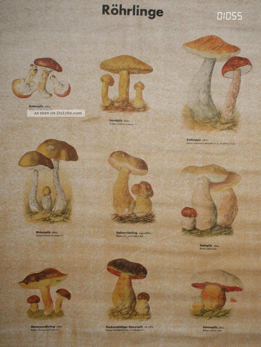 Lehrkarte Poster Pilze Röhrlinge Ddr Schule Ausbildung Lehrmittel Pilzberater Arzt & Apotheker Bild