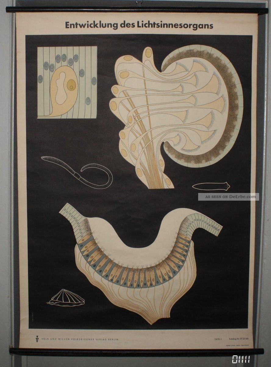 Lehrkarte Poster Entwicklung Auge Sehzelle Regenwurm Biologie Schule Lehrmittel Arzt & Apotheker Bild
