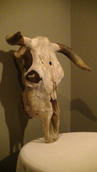 Schöner,  Grosser Stier Bullen Schädel Skull,  Horn,  Tier Präparat,  Kapitales Tier Bild