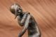 Signiert Bronze Art Nouveau Figur Chiparus Statue Art Deco Dekoration Geschenk Antike Bild 1