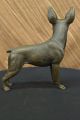 Bronze Skulptur Chihuahua - Hund Haustier Tierkunst Deko Figur Von Barye Abbildung Antike Bild 3