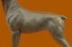Bronze Skulptur Chihuahua - Hund Haustier Tierkunst Deko Figur Von Barye Abbildung Antike Bild 7