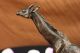 Bronze Skulptur Vintage Vienna Signiert Giraffe Gegossen Statue Antike Bild 2