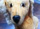 Antik Dackel Lebensgroß Spielzeug Gut Erhalten Süß Stofftiere & Teddybären Bild 4