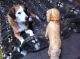 Antik Dackel Lebensgroß Spielzeug Gut Erhalten Süß Stofftiere & Teddybären Bild 5