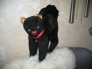 Sehr Alte Schwarze Katze Bild