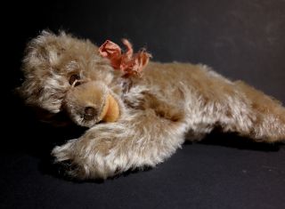 Steiff Teddy Floppy 20 Cm Antik Mohair Bear Bär Steiffteddy Sammlerbär Bild