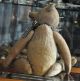 Liebenswerter Abgeliebter Vorkriegsbär Mit Langen Armen Und Buckel Sucht Zuhause Stofftiere & Teddybären Bild 3