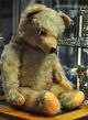 Liebenswerter Sehr Grosser Teddybär Der 50er Jahre Sucht Ein Neues Zuhause Stofftiere & Teddybären Bild 2