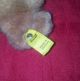 Sehr Alter Steiff Teddy ? Hund ? Paddy Alles Orginal Silberknopf Fahne Sammler Steiff Bild 2