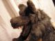 Böser Wolf Künstler Handpuppe Armpuppe Groß Stofftiere & Teddybären Bild 2