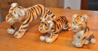 3 Alte Steiff Tiger,  1960 - 1975 Bild