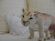 Steiff Cougar - Puma 