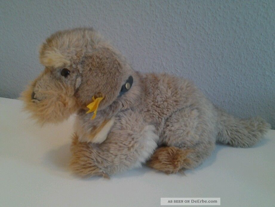 Dackel Von Steiff,  Ca.  25 Jahre Alt Tiere Bild