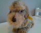 Dackel Von Steiff,  Ca.  25 Jahre Alt Tiere Bild 1