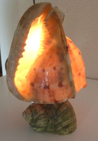 Ausgefallene Lampe,  Muschel,  Schöne Beleuchtung, Bild