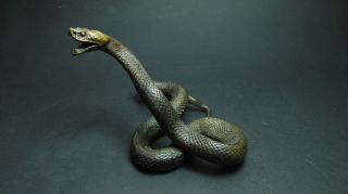 Bronze Schlange Snake Austria Wiener Vienna Bild